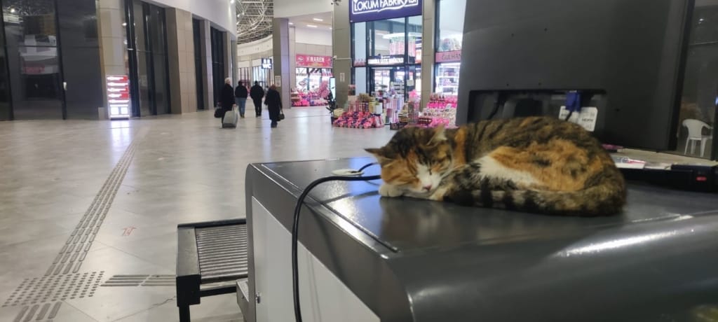Kedi Pakize