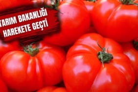 Gümrük kapılarında virüslü domates alarmı!