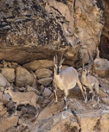 Koruma altındaki keçileri avlayıp sucuk yaptı, rekor ceza kesildi
