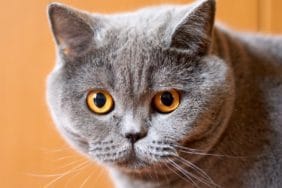 kedi
