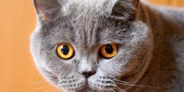 kedi