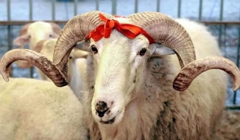 Kurban Bayramı tatili kaç gün? 9 gün olacak mı?