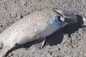 Eğirdir Gölü’nde balık ölümleri devam ediyor