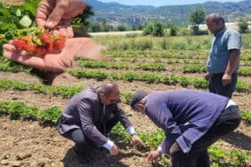 Mamak Köyü’nde çilek ve gül üretimine yakın takip