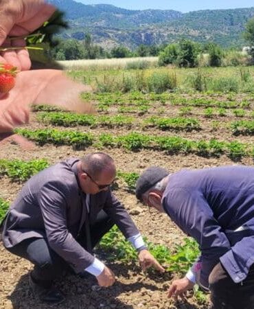 Mamak Köyü’nde çilek ve gül üretimine yakın takip