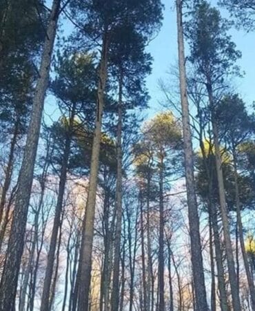 Samsun’da ormana girişlere yasak