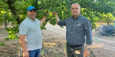 İspanya modeliyle 2 milyon liralık kayısısını kurtardı