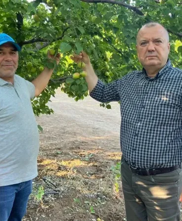 İspanya modeliyle 2 milyon liralık kayısısını kurtardı
