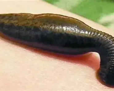 sülük