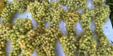 Isparta’da Üzüm Fiyatlarında Drastik Düşüş: 150 TL’den 60 TL’ye
