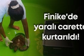 Finike’de Yaralı Yeşil Deniz Kaplumbağası Kurtarıldı: Caretta Destek Hattı Hayatı Kurtardı