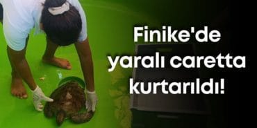 Finike’de Yaralı Yeşil Deniz Kaplumbağası Kurtarıldı: Caretta Destek Hattı Hayatı Kurtardı