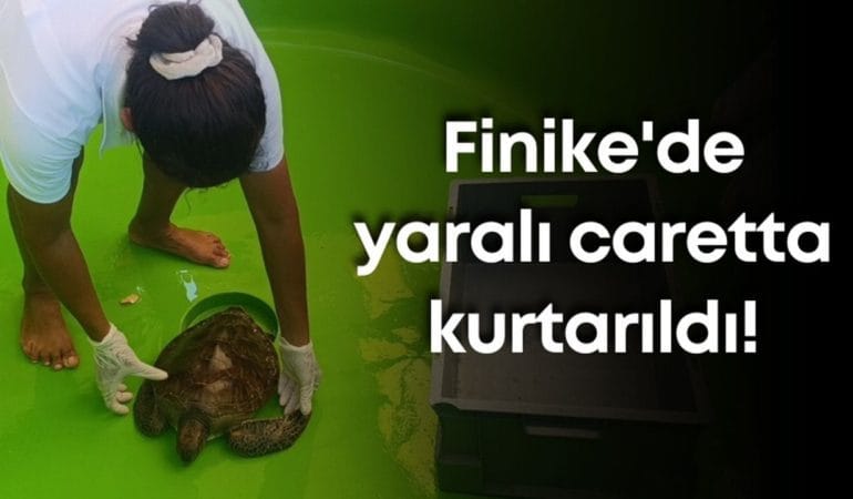 Finike’de Yaralı Yeşil Deniz Kaplumbağası Kurtarıldı: Caretta Destek Hattı Hayatı Kurtardı