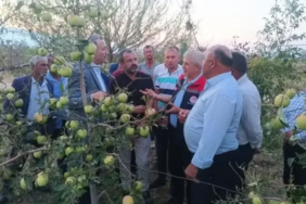Dolu Felaketi: Isparta’da Binlerce Dekarlık Bahçe Zarar Gördü