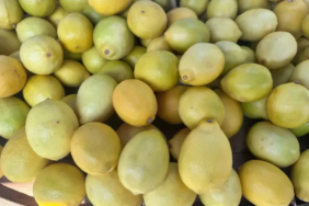 Isparta’da Limon Fiyatları Yüksek Kaldı: Kış Hazırlıkları ve Üretim Zorlukları Etkili
