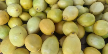 Isparta’da Limon Fiyatları Yüksek Kaldı: Kış Hazırlıkları ve Üretim Zorlukları Etkili