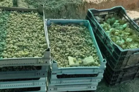 Isparta’da Çiftçiler İçin Beyaz Zambak ve Salep Yetiştiriciliği Desteği