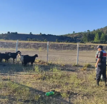 Jandarma, Burdur’da Kaybolan 41 Keçiyi Buldu