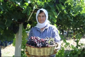 Isparta Üzüm Hasadında Rekor Verim