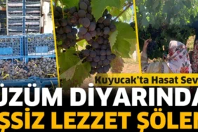 Kuyucak Köyü’nde Rekor Üzüm Hasadı: 1000 Ton Hedefi