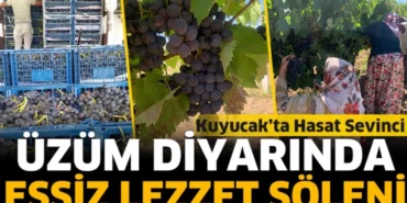 Kuyucak Köyü’nde Rekor Üzüm Hasadı: 1000 Ton Hedefi