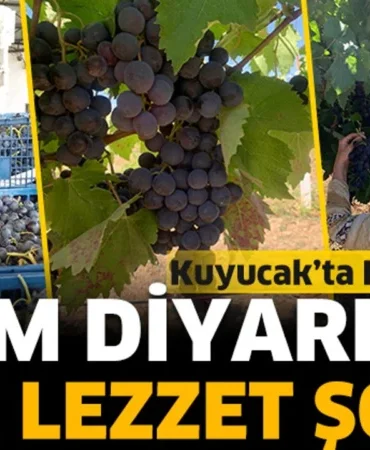 Kuyucak Köyü’nde Rekor Üzüm Hasadı: 1000 Ton Hedefi