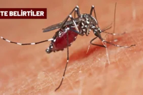 Güney Çin’de Chikungunya Ateşi Salgını: 1714 Vaka, 3. Seviye Acil Durum İlanı