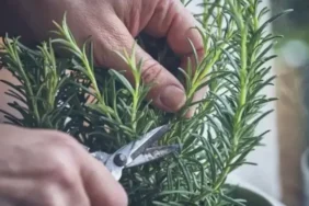 Hafıza Güçlendirici Biberiye: Isparta’da Yetişen Doğal Zihin Keskinleştirici