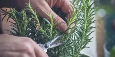 Hafıza Güçlendirici Biberiye: Isparta’da Yetişen Doğal Zihin Keskinleştirici