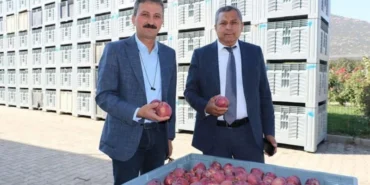 Isparta’da 2025 elma hasadı başladı