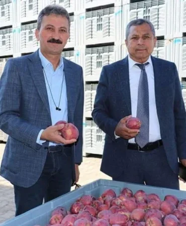 Isparta’da 2025 elma hasadı başladı