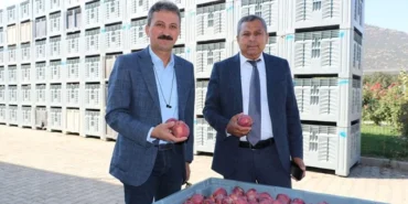 Elma İhracatında Yeni Düzenleme: Fiyatlar Nasıl Dengeleniyor?