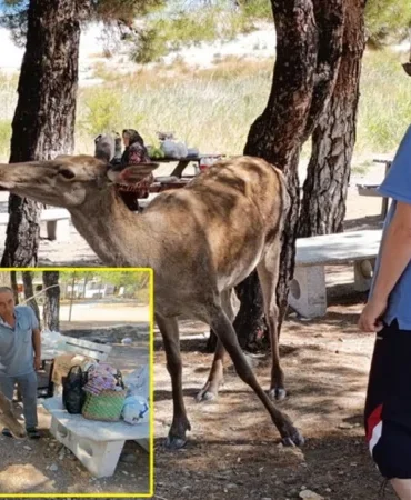 Salda Gölü’nde Nesli Tehlike Altındaki Kızıl Geyik, Piknikçilere Konuk Oldu