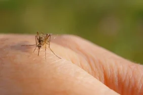 Bira İçenler Sivrisinekler İçin Daha Çekici: Yeni Araştırma