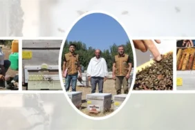 Isparta Arıcılığı Rekolteyle Parlıyor: 36 Bin Kovandan 256 Ton Bal