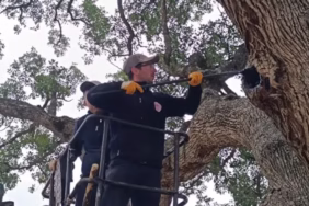 Isparta'nın Asırlık Mirası: Anıt Ağaç Bakanlık Korumasıyla Geleceğe Taşınıyor