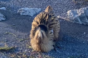 Eğirdir'de Sürpriz: Güney Amerika Balabanı Bulundu