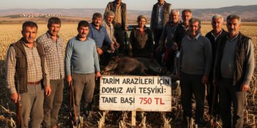 Tarim-arazileri-icin-domuz-avi-tesviki-Tane-basi-750-TL-gemini