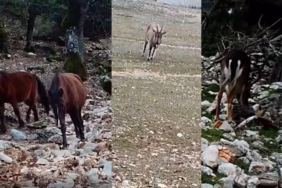 Isparta Kovada Gölü Milli Parkı'nda Yaban Hayatı Görüntülendi