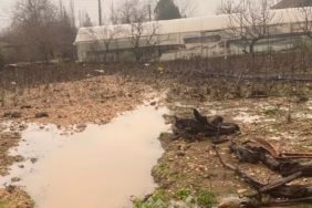 Isparta Sütçüler'de Sel Felaketi: Domates Seraları Sular Altında Kaldı