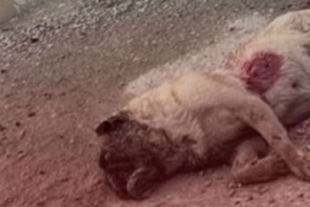 Isparta Yazısöğüt Köyü'nde Pug Cinsi Köpek Tüfekle Vurulmuş Halde Bulundu