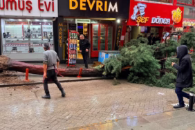 Isparta'da Fırtına Etkisi: Devrilen Ağaç Yolu Trafiğe Kapattı