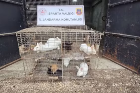 Isparta'da Kaçak Hayvan Operasyonunda 228 Bin TL Ceza Kesildi