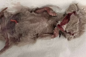 Isparta'da Nadir Vaka: Veteriner Kliniğinde Çift Başlı Kedi Dünyaya Geldi