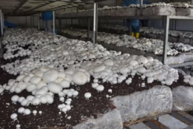 Isparta TKDK Destekleriyle Mantar Üretiminde Türkiye Üçüncüsü Oldu