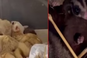 Isparta'da Kaçakçılık Operasyonu: 33 Şeker Planörü ve 2 Arap Tavşanı Yakalandı