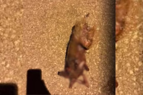 Isparta'da Kan Donduran Olay: Başı ve Uzuvları Kesilmiş Kedi Bulundu