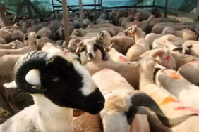 Diyanet 2026 Yılı Vekaletle Kurban Kesim Bedellerini Açıkladı