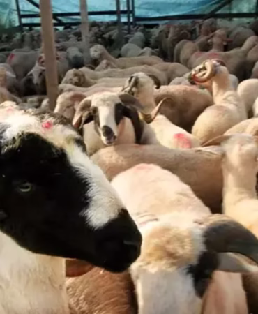 Diyanet 2026 Yılı Vekaletle Kurban Kesim Bedellerini Açıkladı