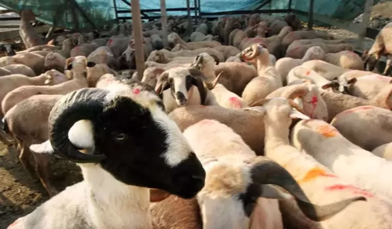 Diyanet 2026 Yılı Vekaletle Kurban Kesim Bedellerini Açıkladı